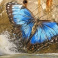 Papillon peint sur le blockhauss du hourdel