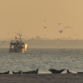 Chalutier devant les phoques veau-marin (Phoca vitulina) au Hourdel en baie de Somme