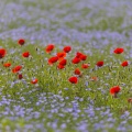 Coquelicots dans un champ de lin en fleurs