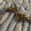 Algue échouée sur le sable dans la laisse de mer sur la plage