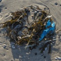Ballon de baudruche échoué dans la laisse de mer  sur la plage