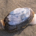 Un clam sur la plage du Hourdel 