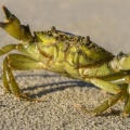crabe enragé, crabe vert (Carcinus maenas)