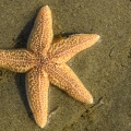 étoile de mer commune (Asterias rubens)
