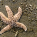étoile de mer commune (Asterias rubens)
