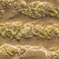 Algues et leurs graines déposées sur la plage par la marée