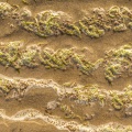 Algues et leurs graines déposées sur la plage par la marée