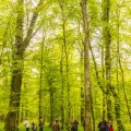 Sylvothérapie en forêt de Crécy, Bettina Lanchais, Festival de l'Oiseau