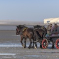 Une calèche emmène les touristes voir les phoques en baie de Somme