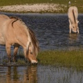 chevaux de race Fjord et poulain
