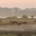 Chevaux Henson dans la brume matinale