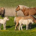 chevaux fjord et leurs poulains, et chevaux comtois