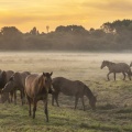 Les chevaux Henson à l'aube dans la pâture de Noyelles