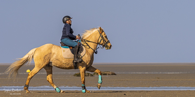 Entraînement de chevaux en baie de Somme