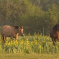 chevaux Henson et iris des marais