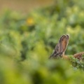 Lapin de garenne ou Lapin commun (Oryctolagus cuniculus)