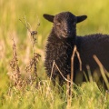 moutons d'Ouessant (race bretonne) avec de jeunes agneaux