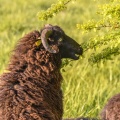 moutons d'Ouessant (race bretonne) avec de jeunes agneaux