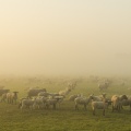 Moutons de prés-salés en pâture près de Saint-Valery-sur-Somme dans la brume