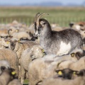 Moutons de prés-salés en baie de Somme au printemps