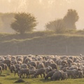 Troupeau de moutons de pré salés dans les renclôtures pendant les grandes marées