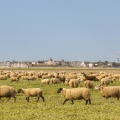 Moutons de prés-salés au Cap Hornu dans les Mollières