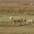 Les moutons d'estran au printemps, brebis accompagnées de leurs agneaux