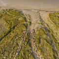 Moutons de prés salés en baie de Somme (vue aérienne)