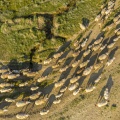 Moutons de prés-salés en baie de Somme (vue aérienne)