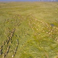 Moutons de prés-salés en baie de Somme (vue aérienne)