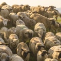 moutons de prés-salés qui rejoignent les mollières 