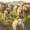 moutons de prés-salés qui rejoignent les mollières 