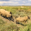 Moutons de prés-salés au Cap Hornu