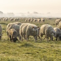 Les moutons d'estran dans la brume