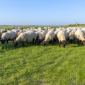 Les moutons de prés salés au Cap hornu