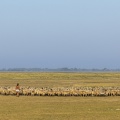 Bergères et bergers emènent le troupeau en baie