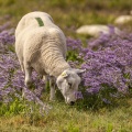 Les moutons de prés salés dans les lilas de mer