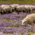 Les moutons de prés salés dans les lilas de mer