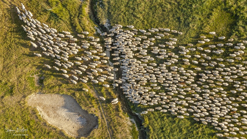 Les moutons de prés salés rejoignent leur parc pour la nuit