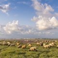 Les moutons de près-salés au Cap Hornu