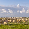 Les moutons de près-salés au Cap Hornu