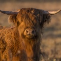 Vache écossaise Highland Cattle