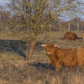 Vache écossaise Highland Cattle