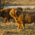 Vache écossaise Highland Cattle en pâture