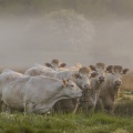 vaches charolaises dans la brume matinale 
