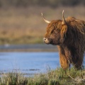 Vaches écossaises Highland Cattle au marais du Crotoy