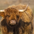 Vaches écossaises Highland Cattle au marais du Crotoy