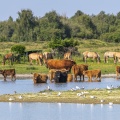 Les vaches Highland Cattle cherchent le frais