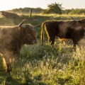 Vaches highland Cattle en pâture