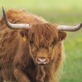 Vache écossaise highland cattle